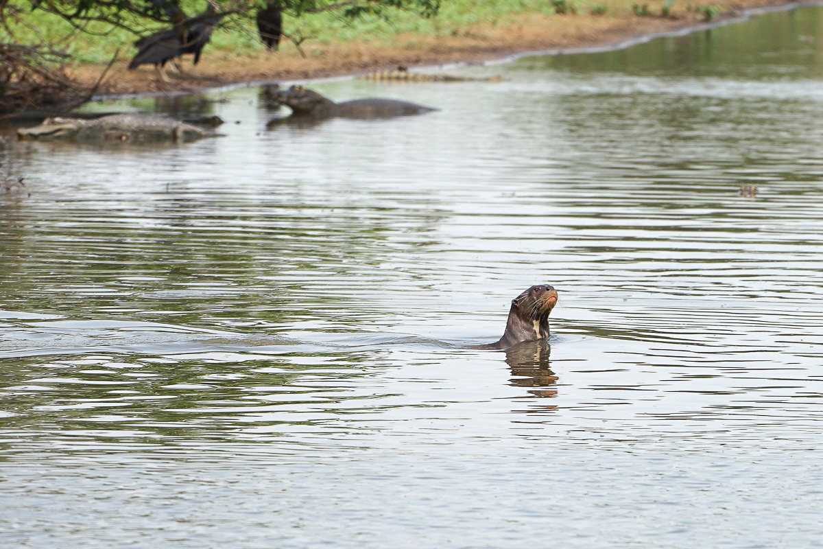 Loutre Géante (2)