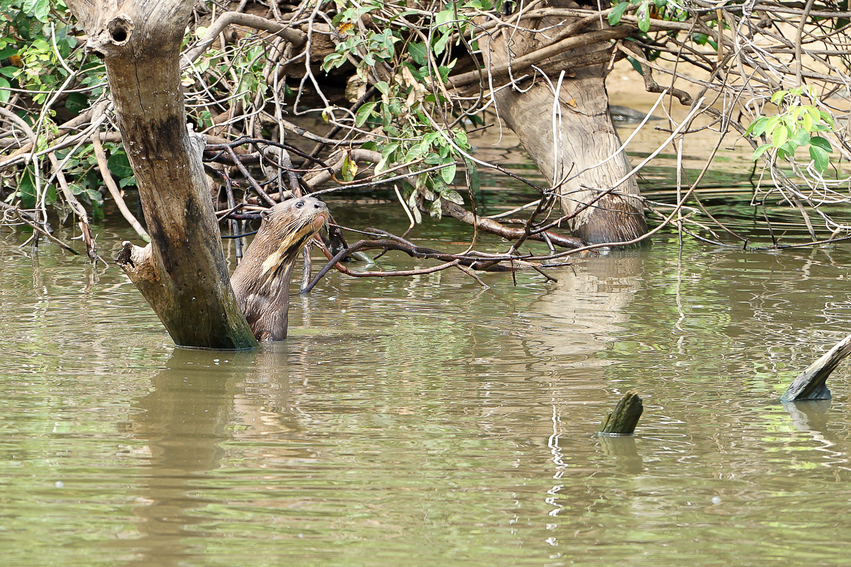 Loutre Géante (3)