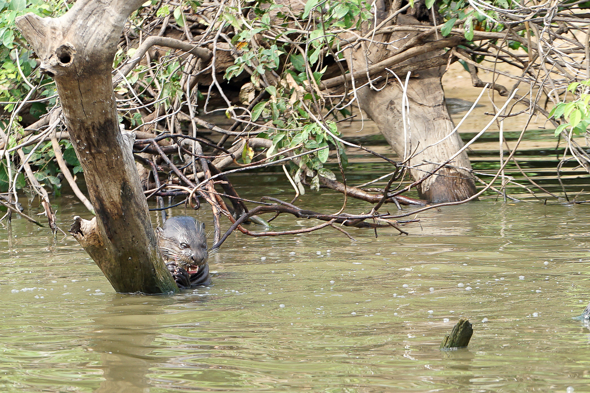 Loutre Géante (4)