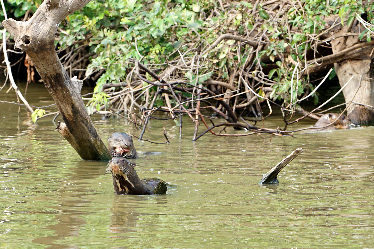 Loutre Géante (5)