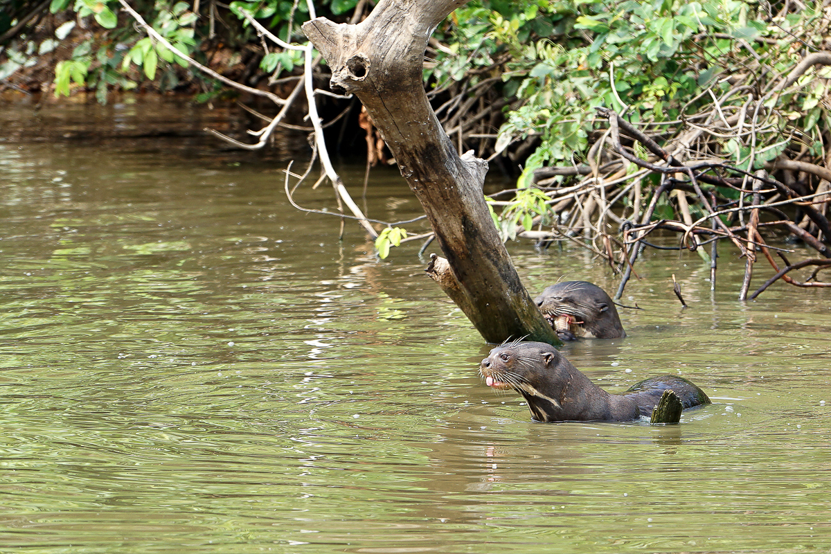 Loutre Géante (6)