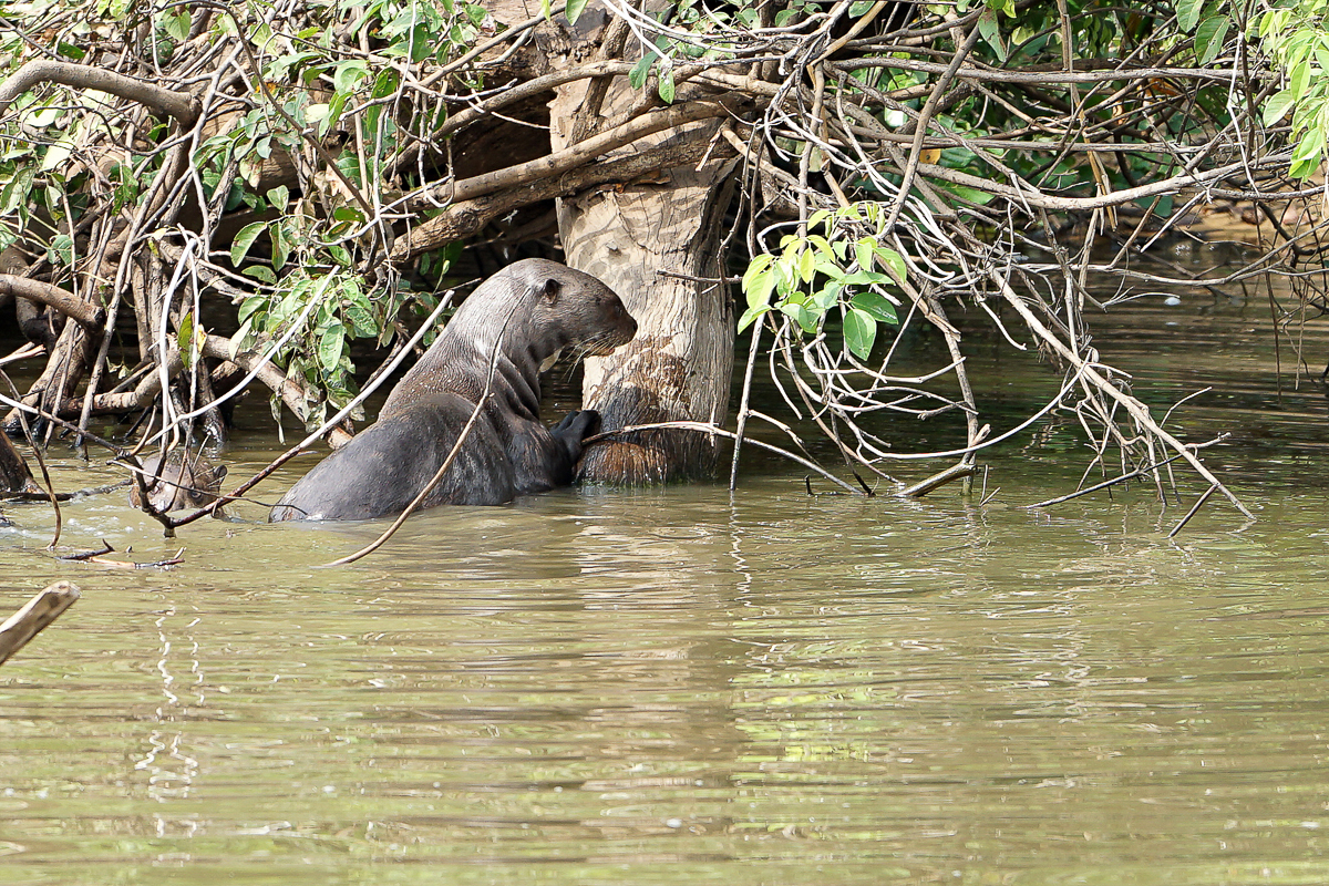 Loutre Géante (7)