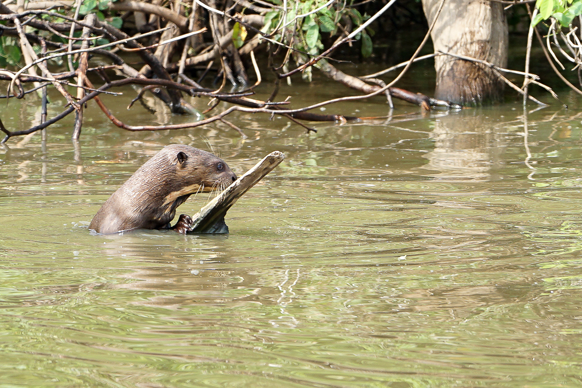 Loutre Géante (8)