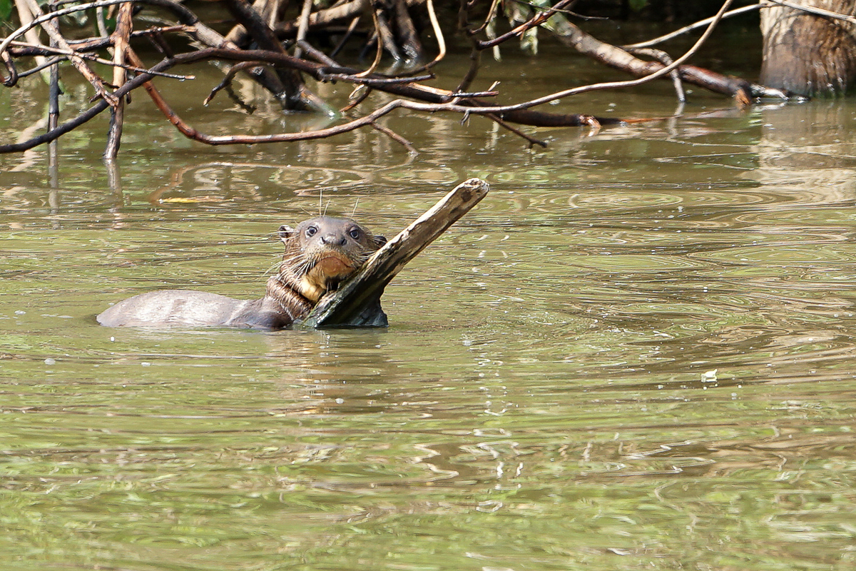 Loutre Géante (9)