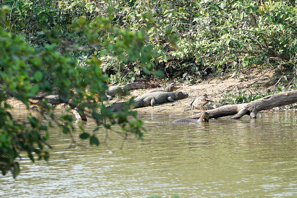 Loutre et Caïmans