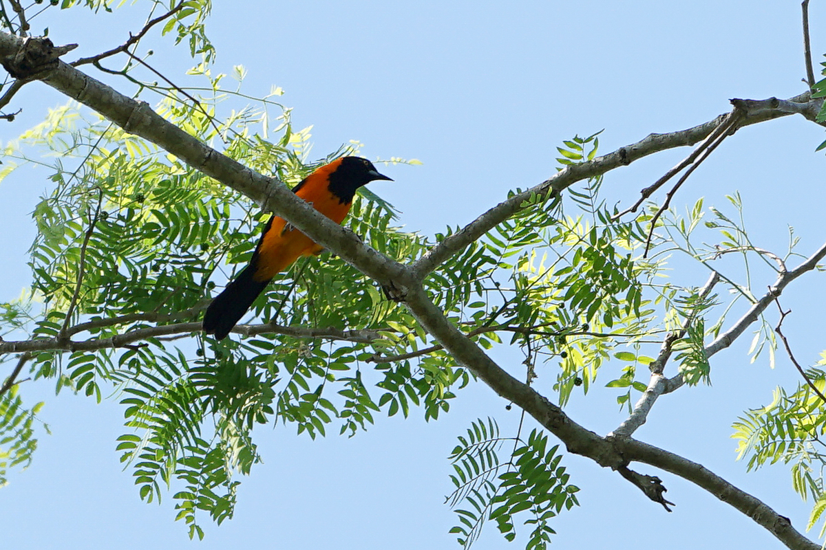 Oriole à dos orange