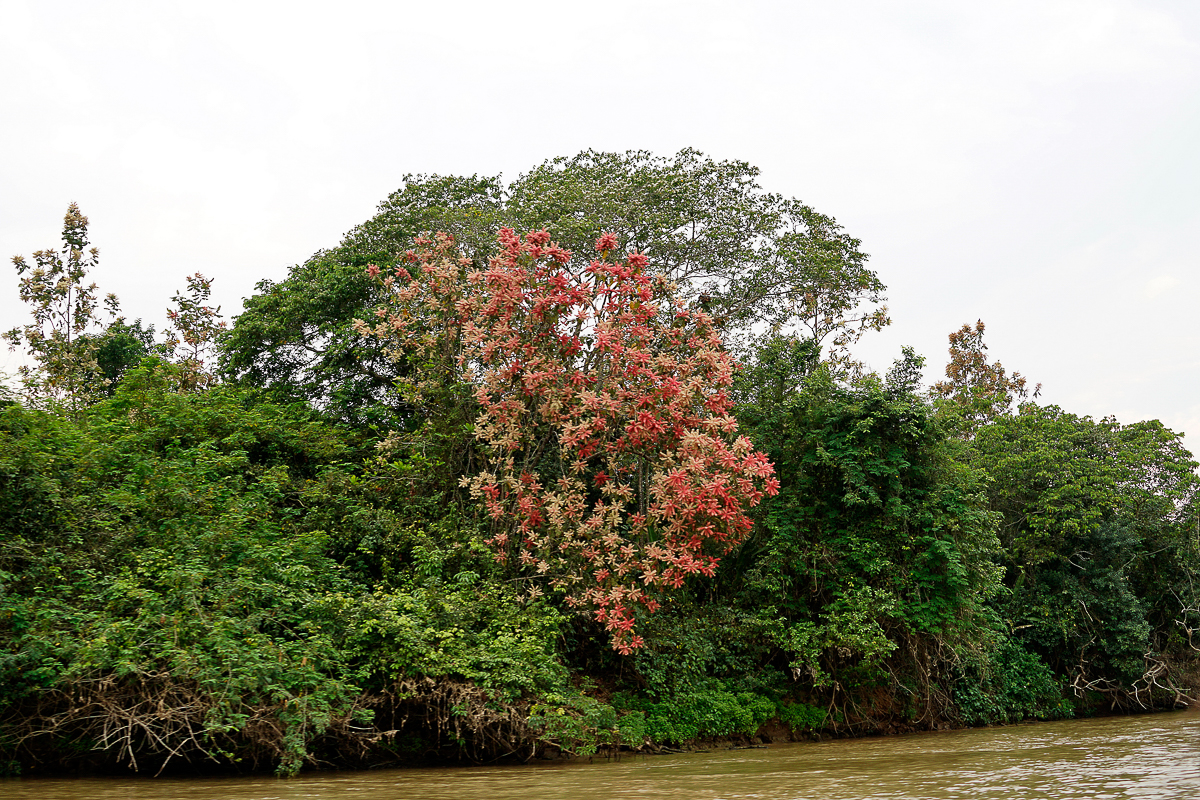 Rivière Cuiaba (2)