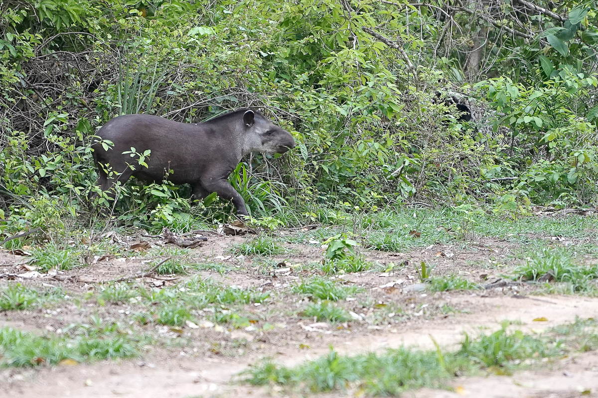 Tapir