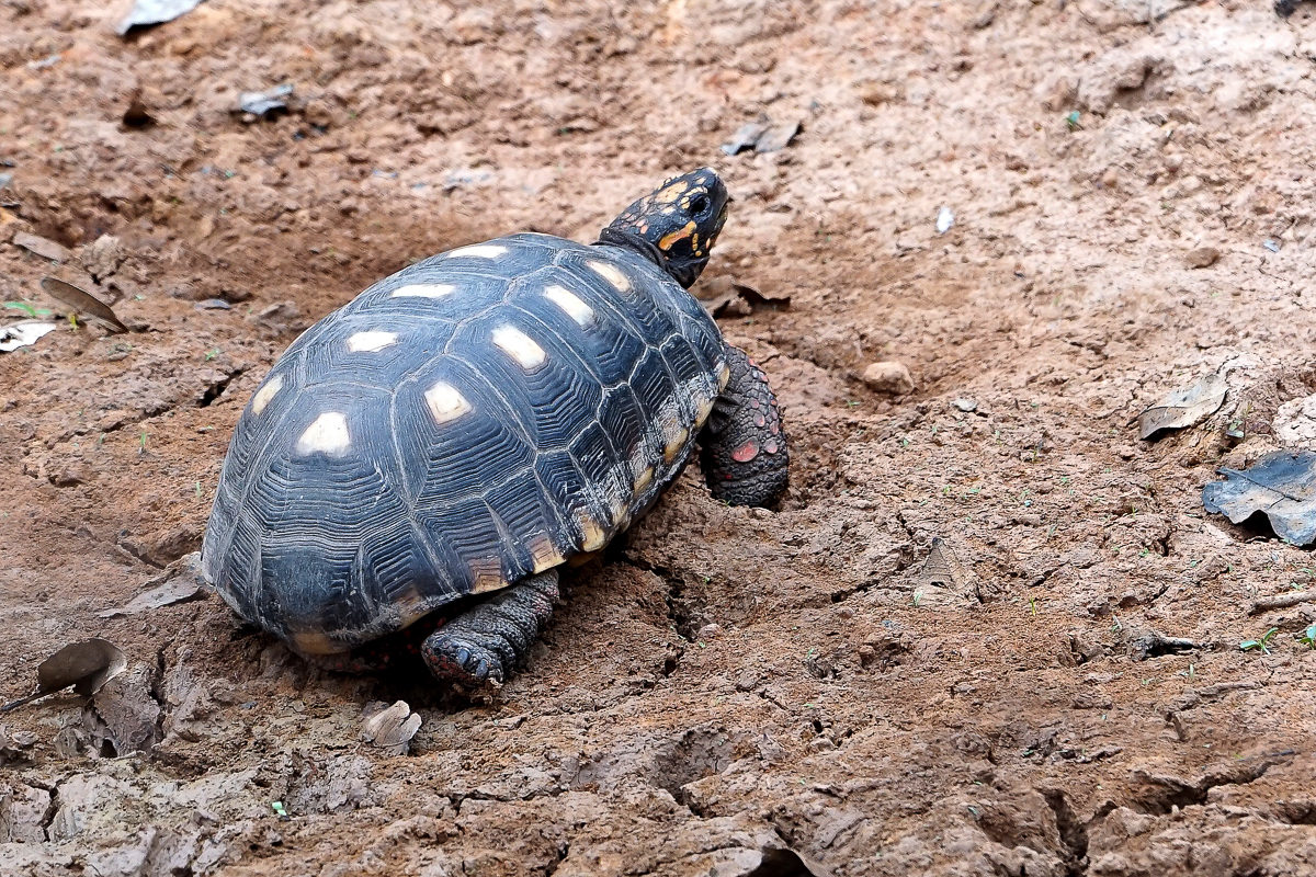 Tortue terrestre