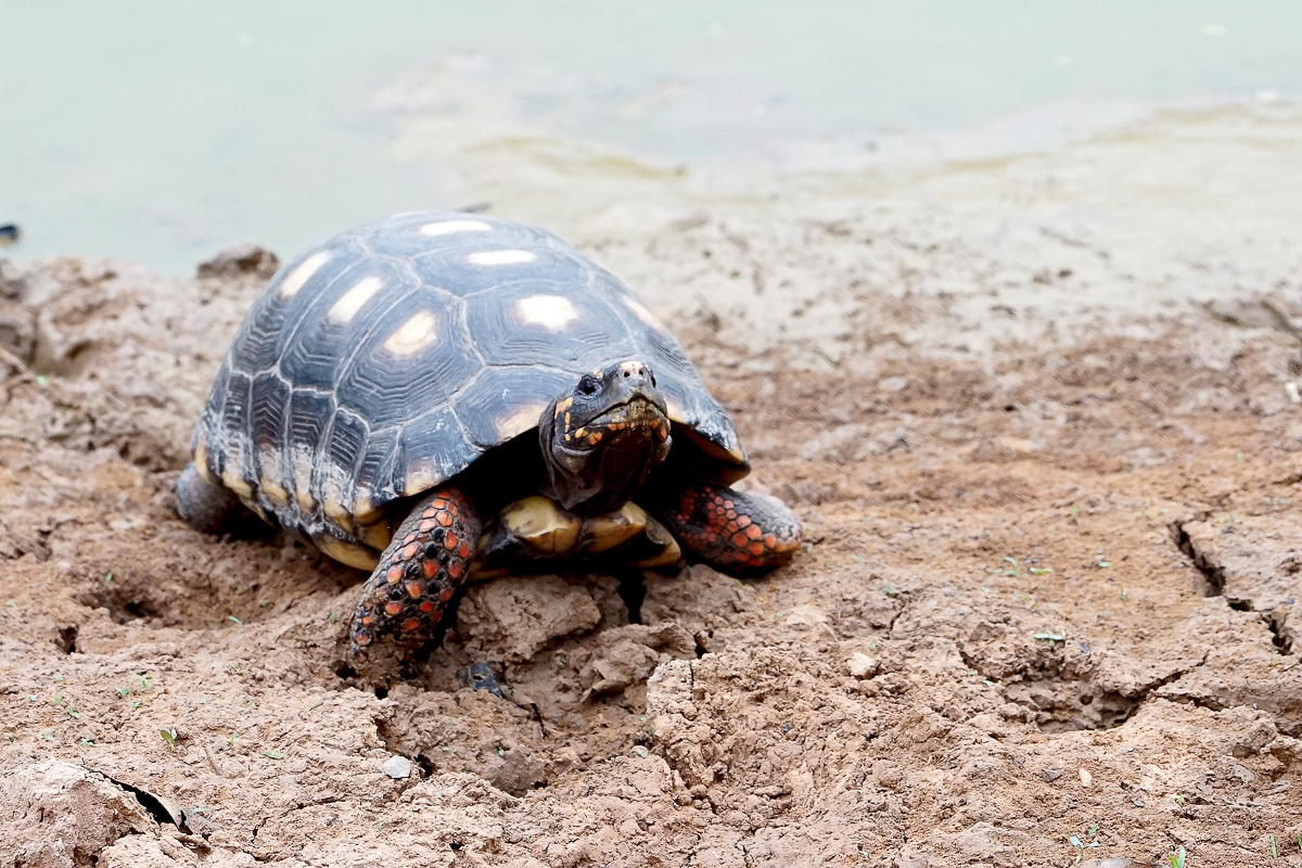 Tortue terrestre (2)