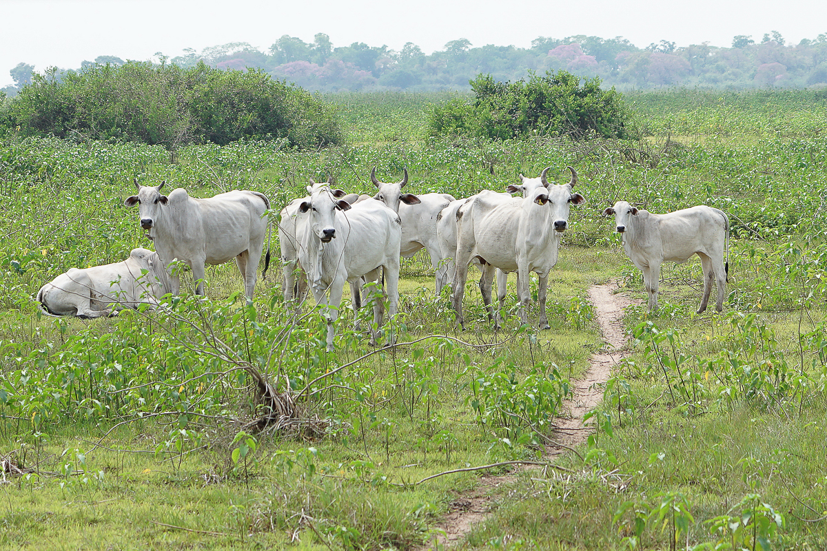 Vaches locales